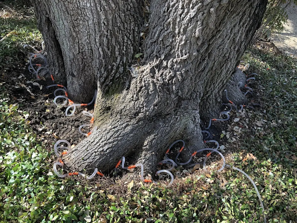Detailed Shrub and Hedge Trimming job site in Oak Park