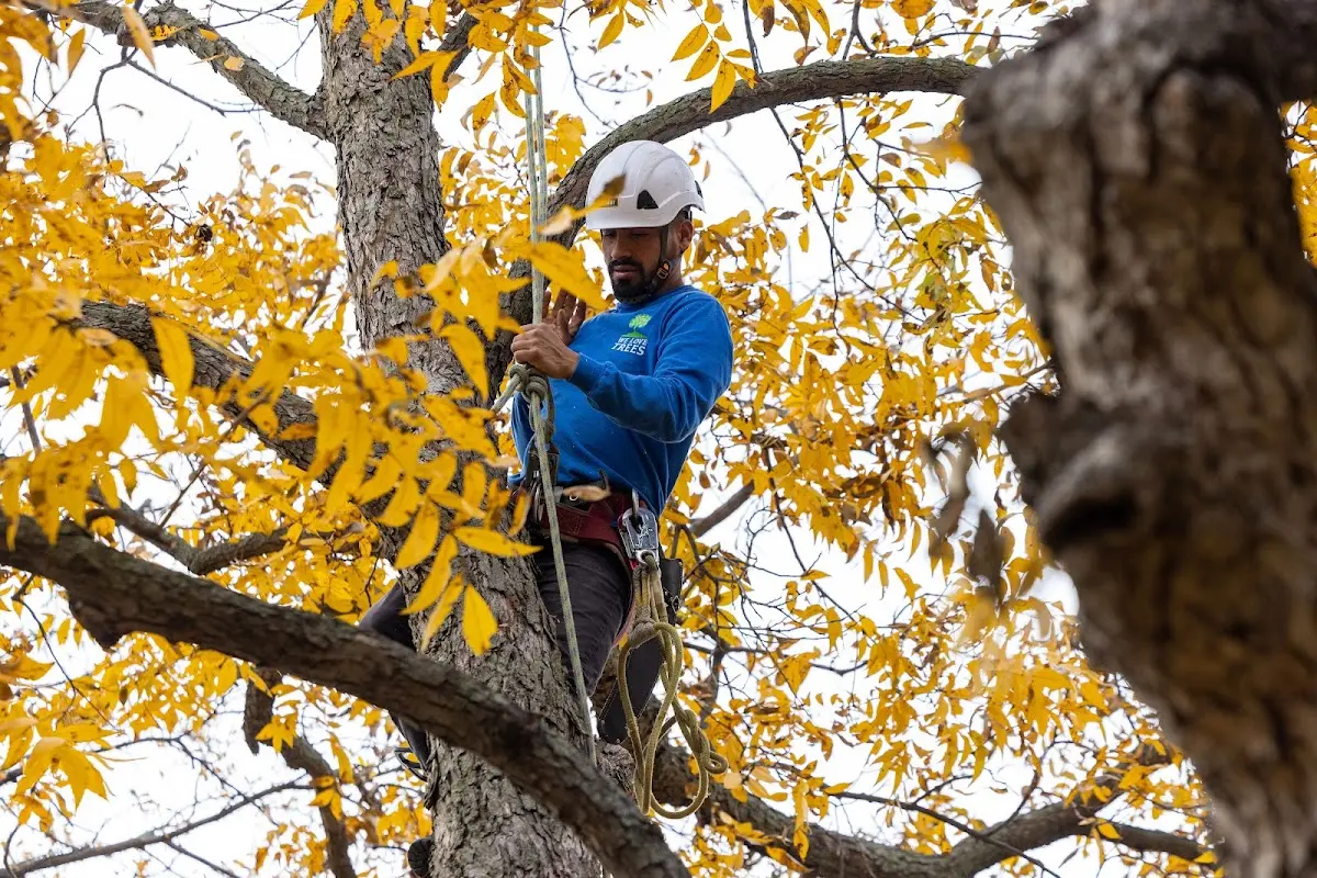 Skilled Tree Planing crew working in Oak Park